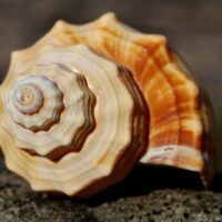 Dean Marston Fibonacci Sequence